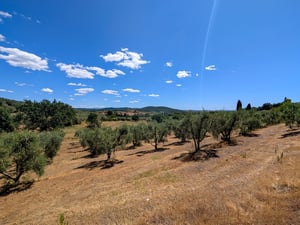 Poggio al Coniglio, Suvereto: uliveto della villa con vista sulle colline toscane — camere in affitto